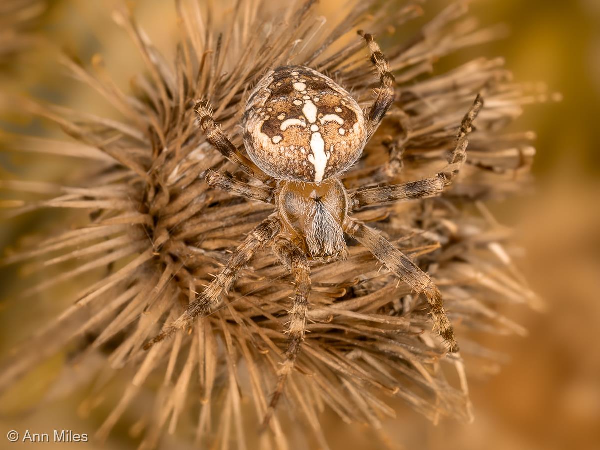 Camouflaged Garden Spider by Ann Miles