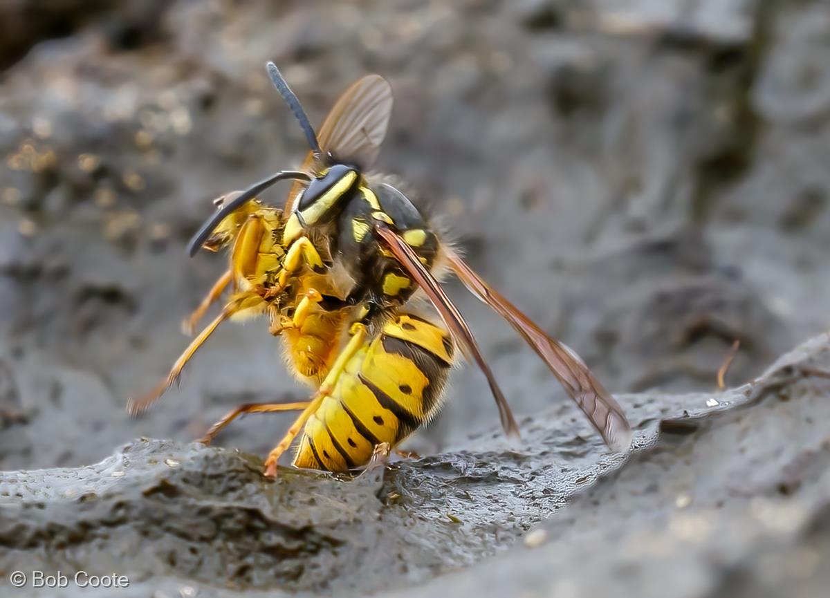 Wasp Catches Dung Fly by Bob Coote