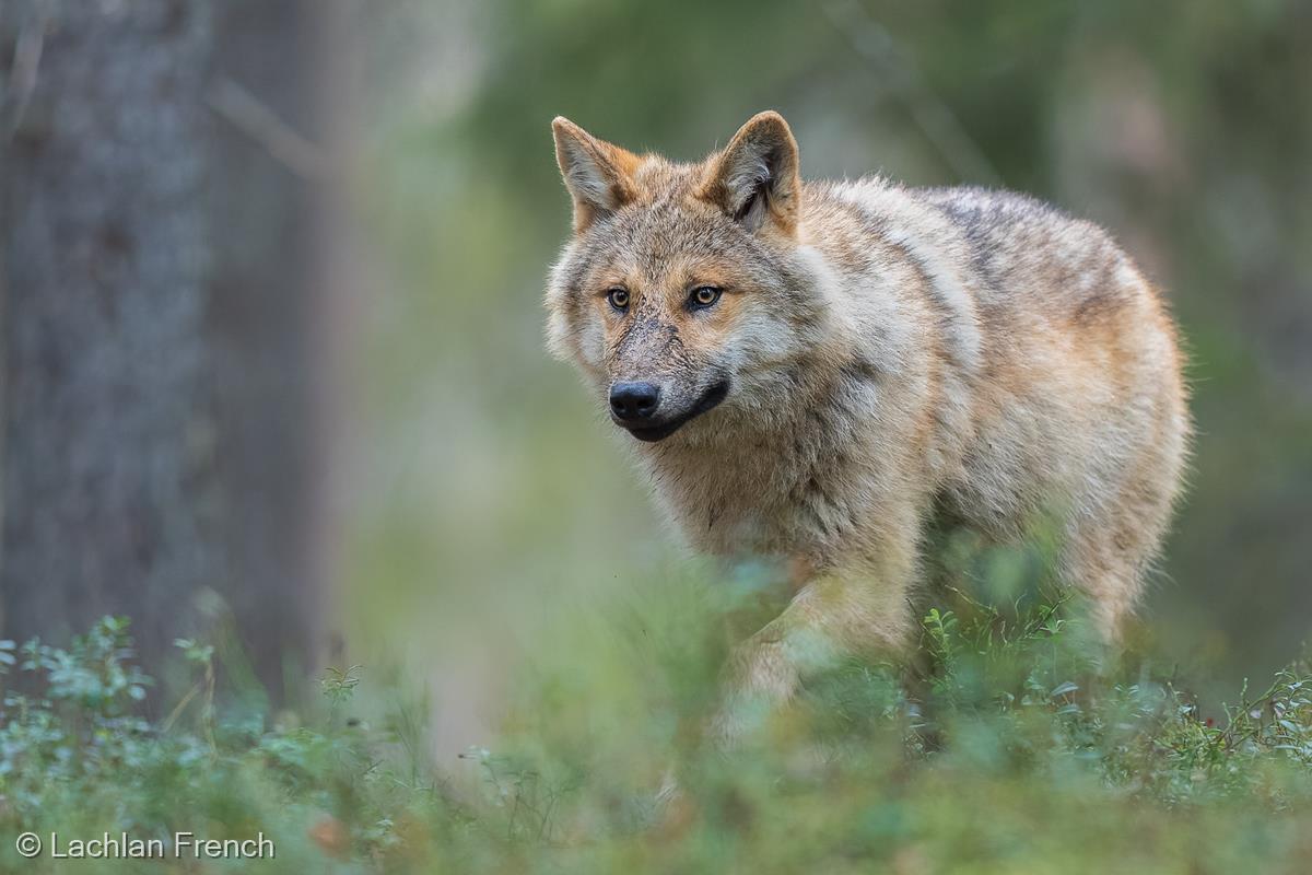 Eurasian Wolf Cub by Lachlan French
