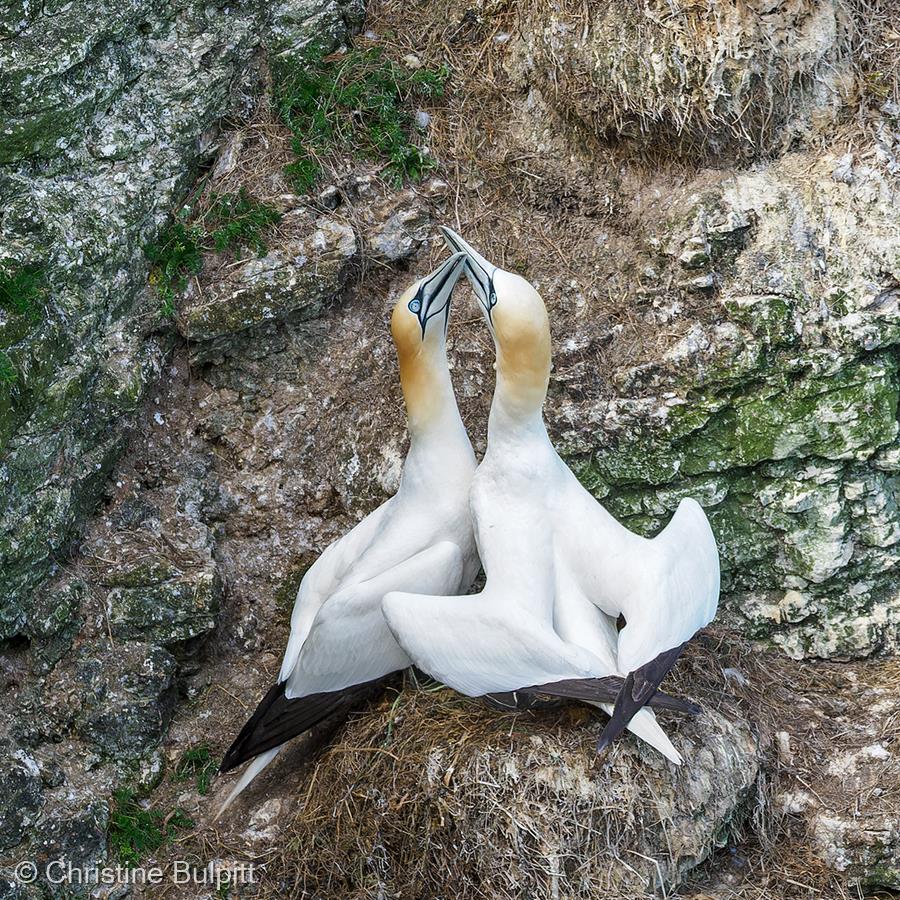 Gannets Pair-Bonding by Christine Bulpitt