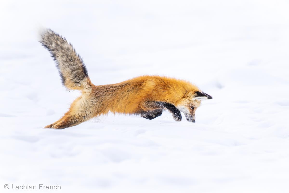Red Fox Hunting by Lachlan French