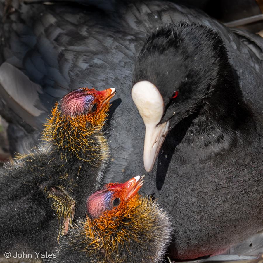 Coot with Chicks by John Yates