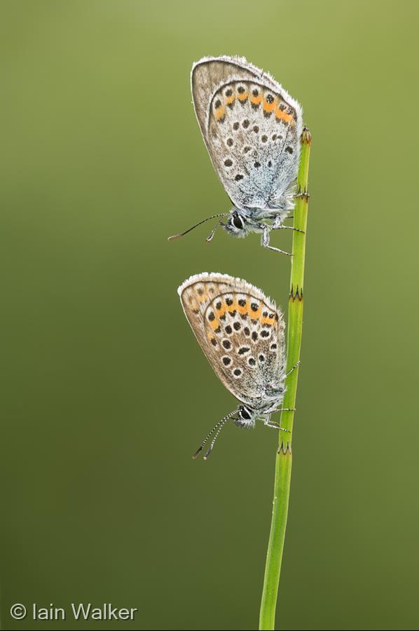 Silver-studded Blues by Iain Walker