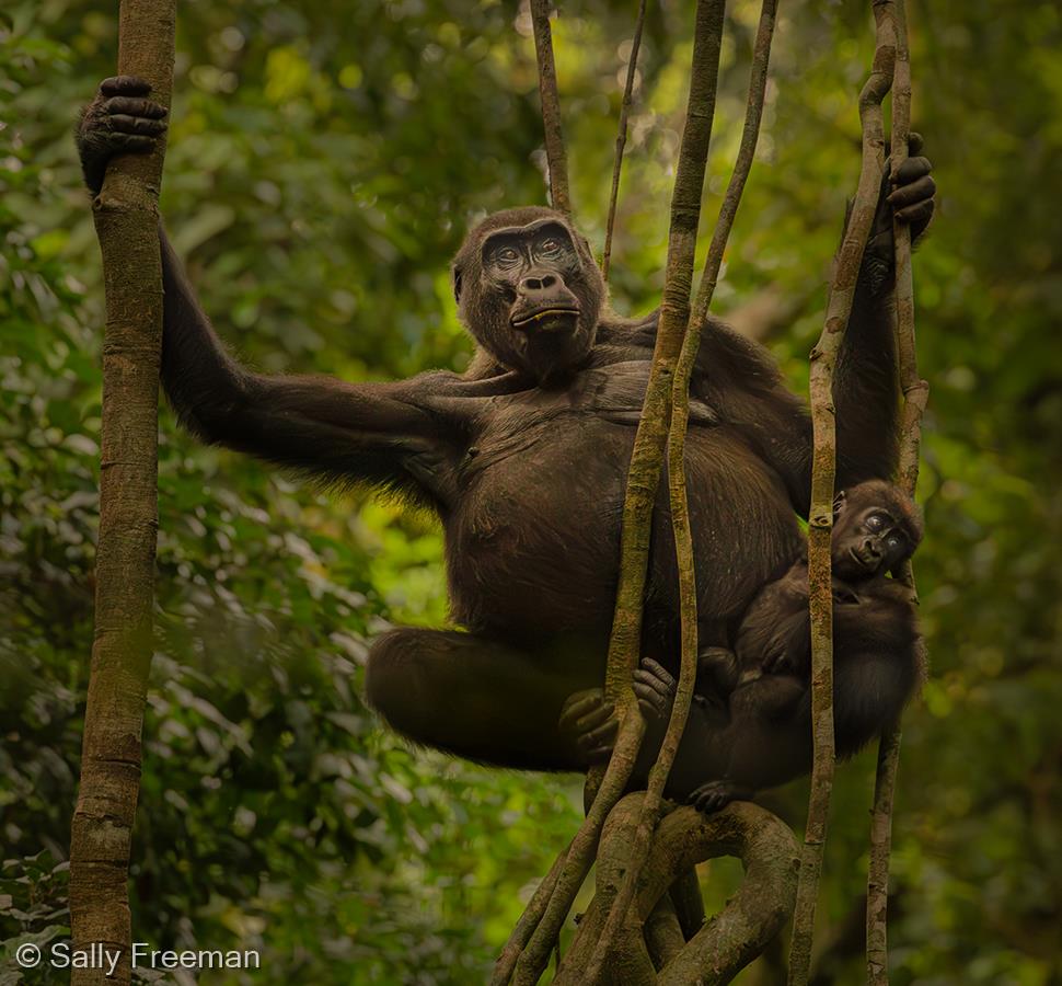 Western Lowland Gorilla with Newborn, Gabon by Sally Freeman