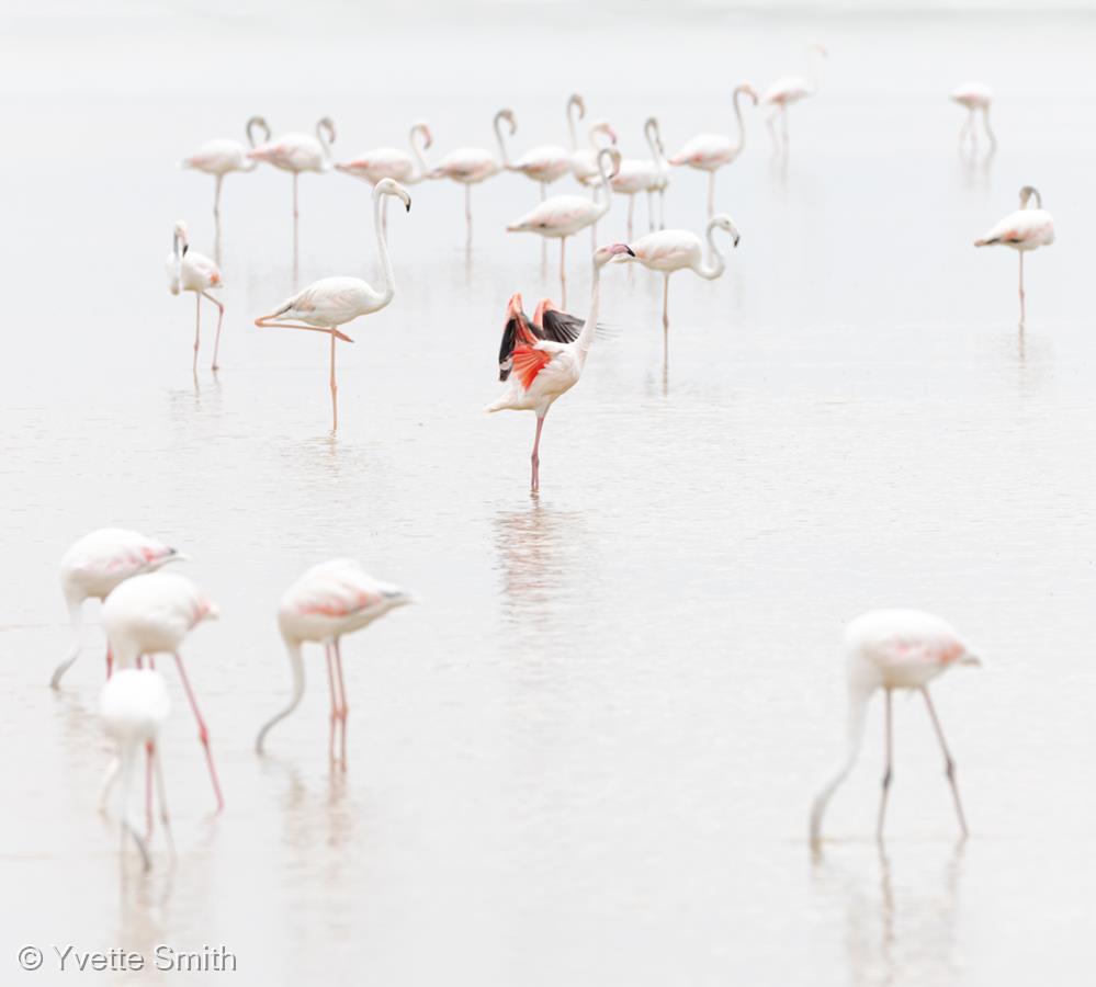 The Pink Flamingo by Yvette Smith