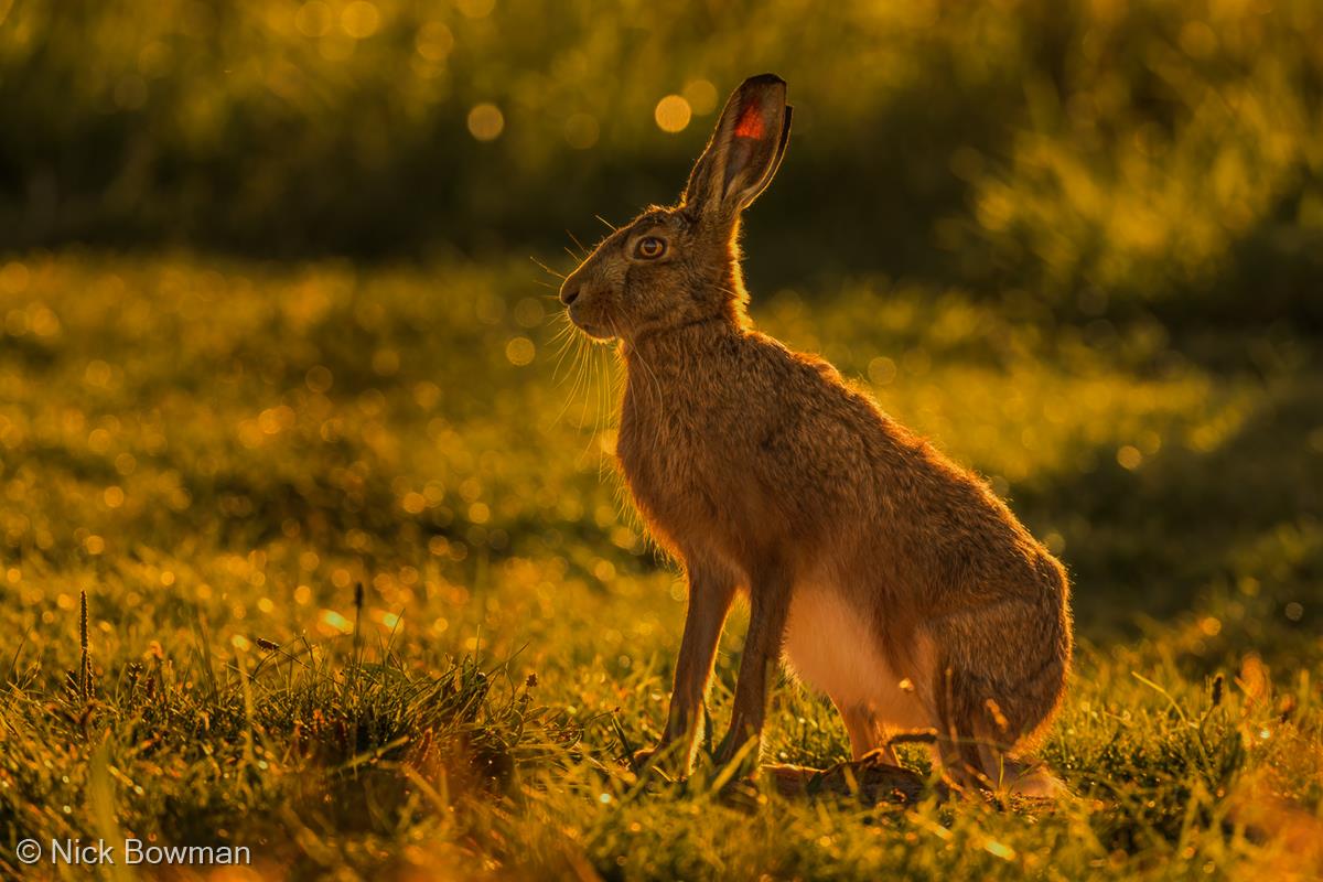 Brown Hare, Backlit by Nick Bowman