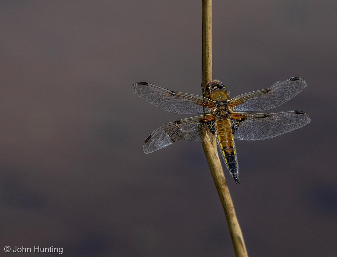 Four-Spotted Chaser (Libellula quadrimaculata) by John Hunting