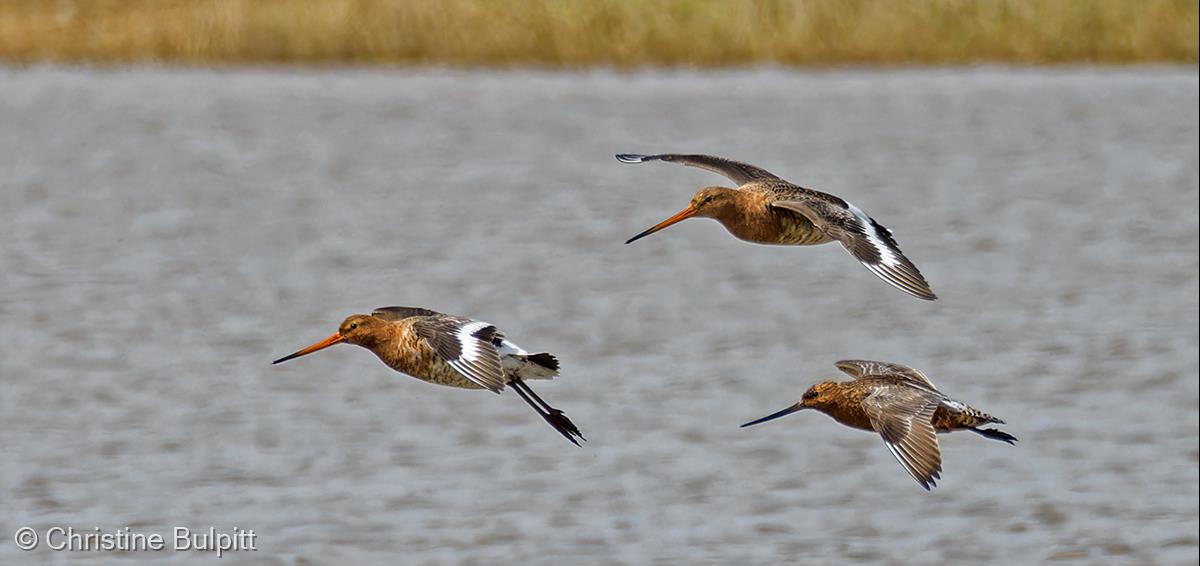 Black-tailed Godwits by Christine Bulpitt