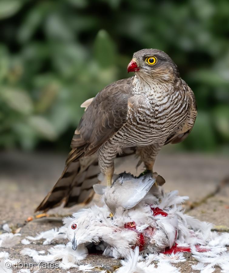 Sparrowhawk with Prey by John Yates
