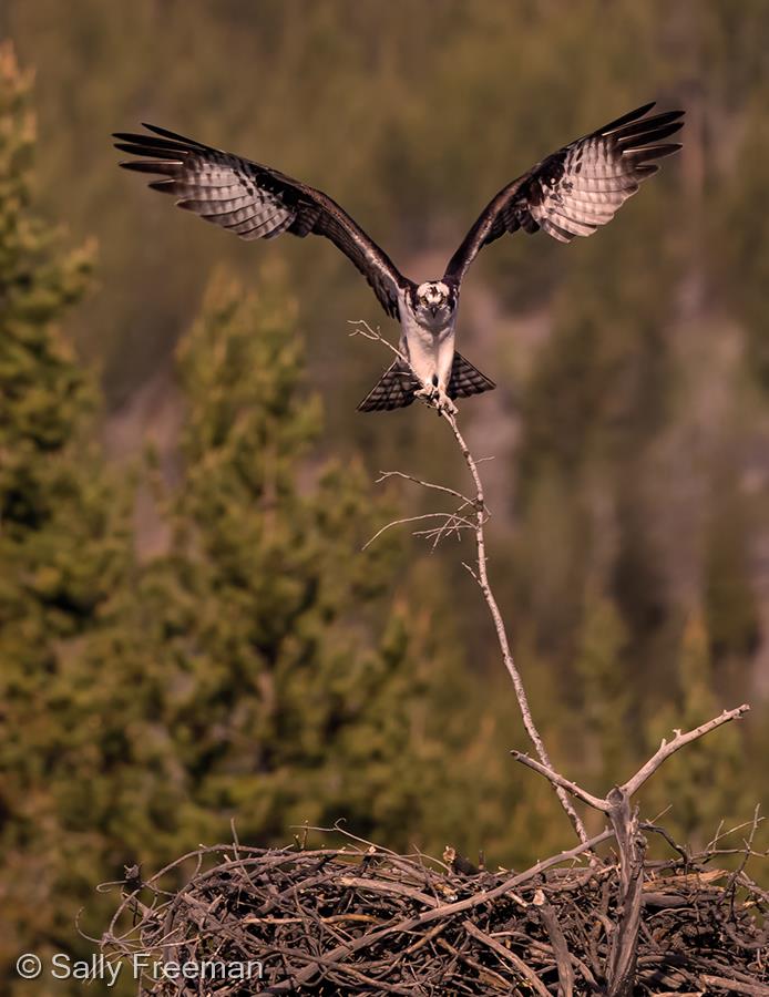 Osprey Nest Building, Lamar Valley, Yellowstone by Sally Freeman