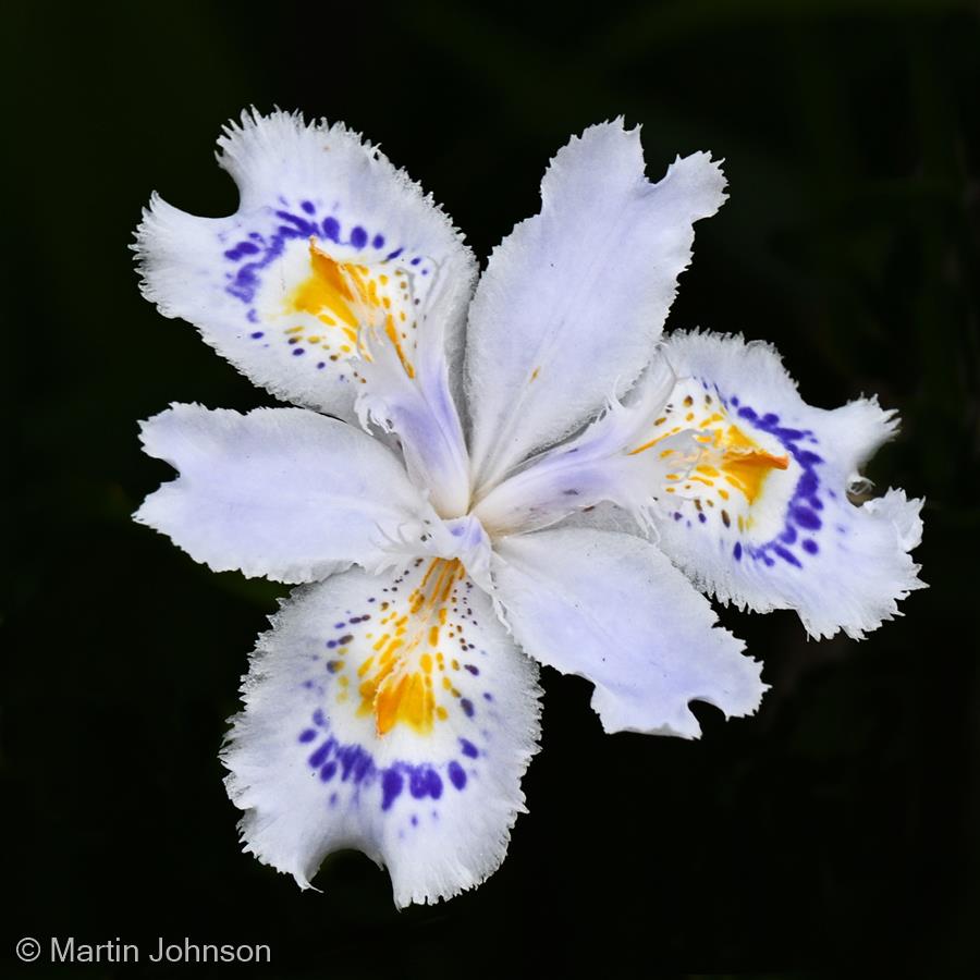 Flower Petals by Martin Johnson