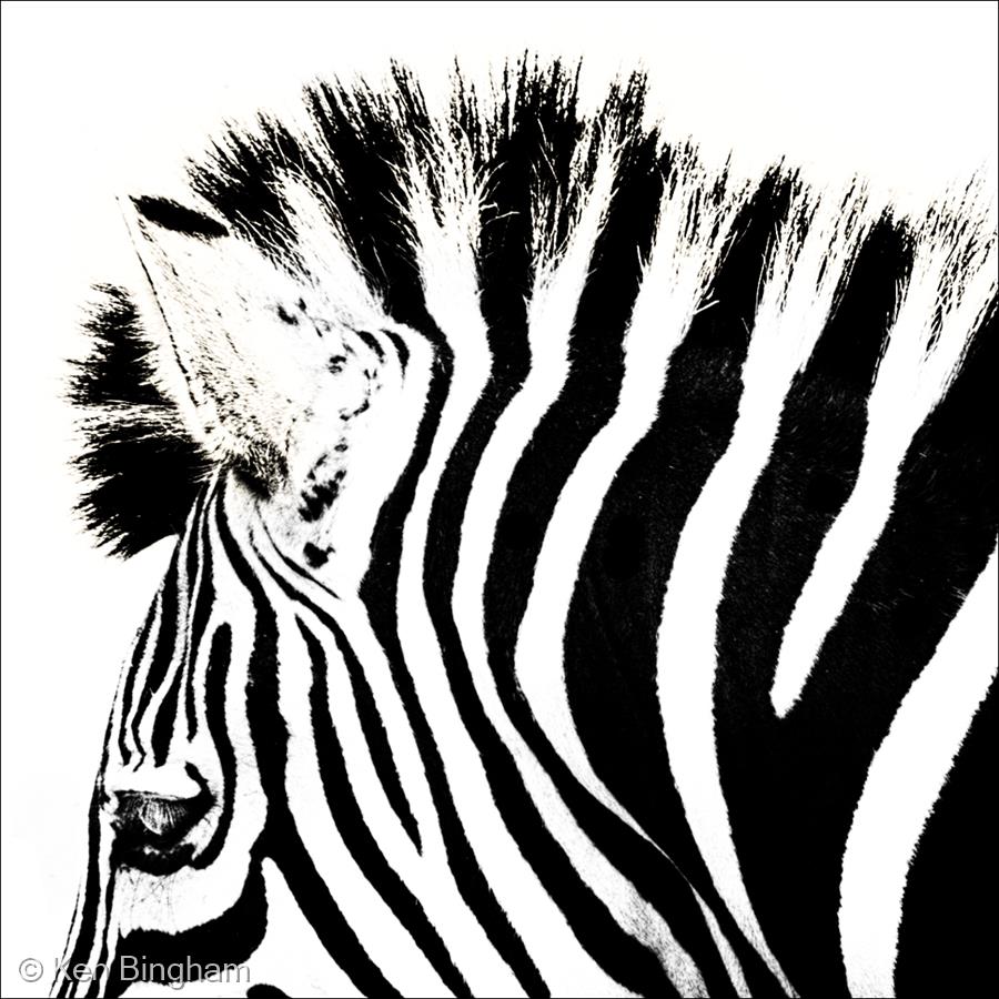 Simply Zebra by Ken Bingham