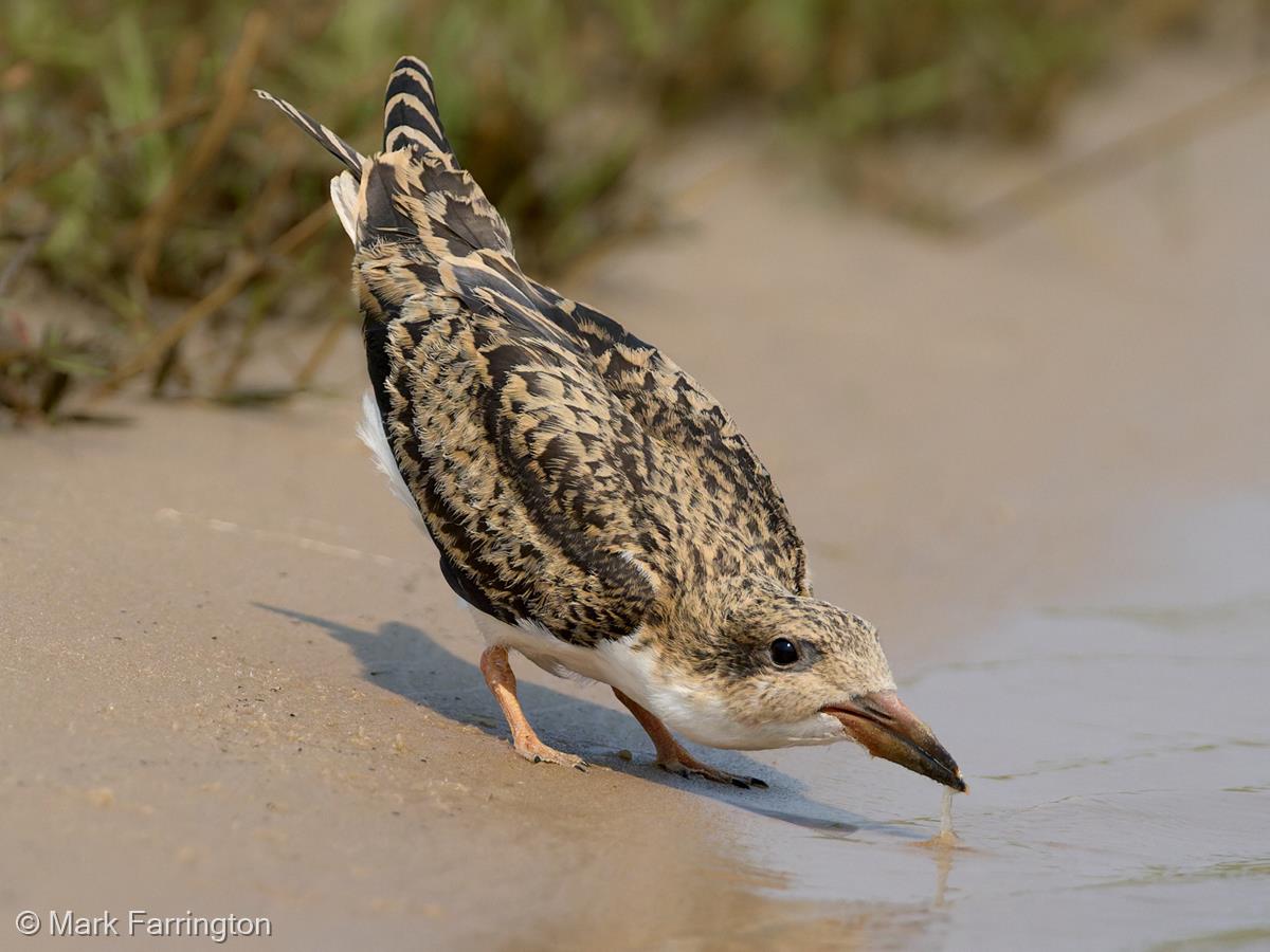 Juvenile African Skimmer by Mark Farrington