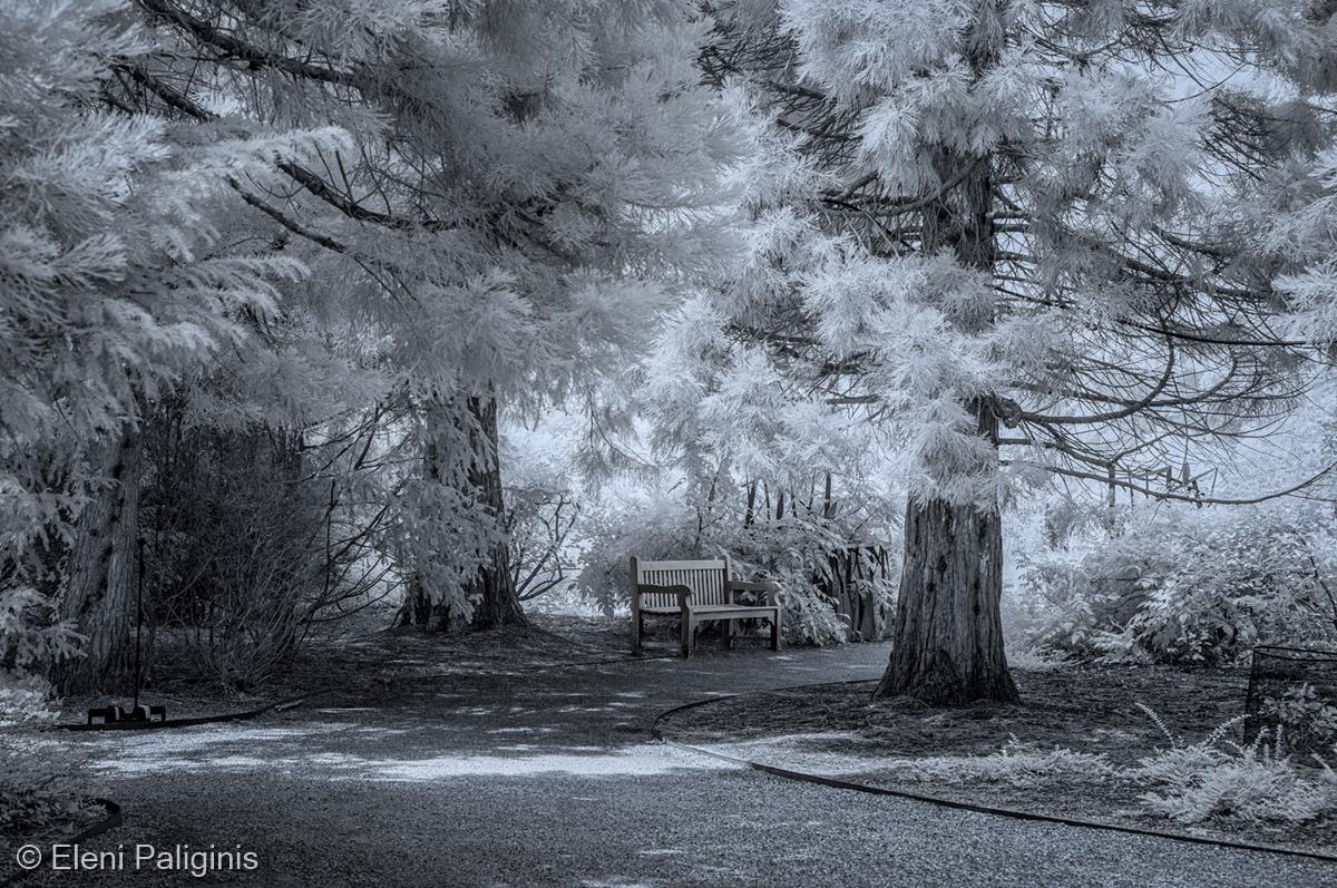 A Walk in Anglesey Abbey by Eleni Paliginis