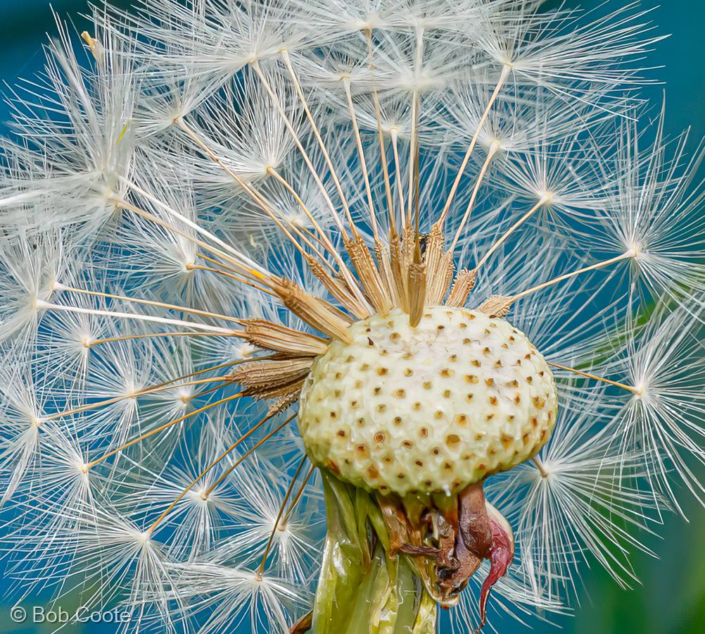 It's 10 to 3, Time for Tea by Bob Coote