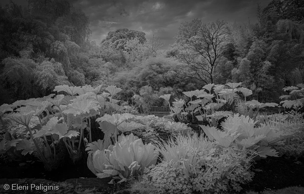 Botanical Gardens by Eleni Paliginis