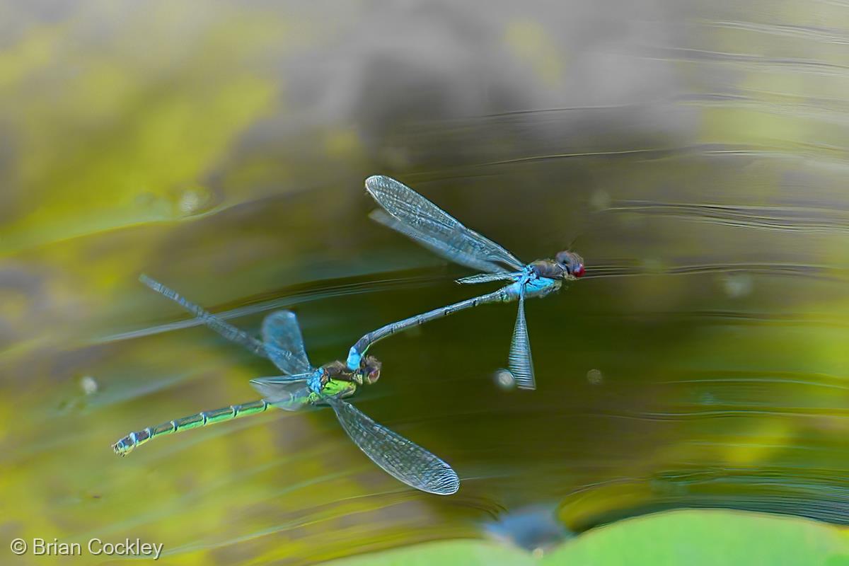 Mating  Damselflies in Flight by Brian Cockley