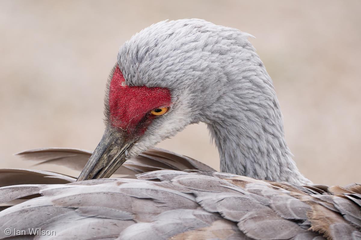 Sandhill Crane Preening by Ian Wilson