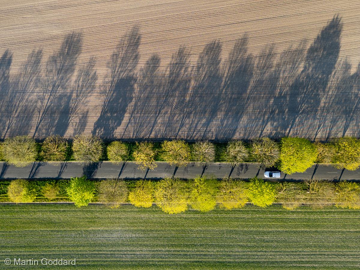 Tree Avenue by Martin Goddard