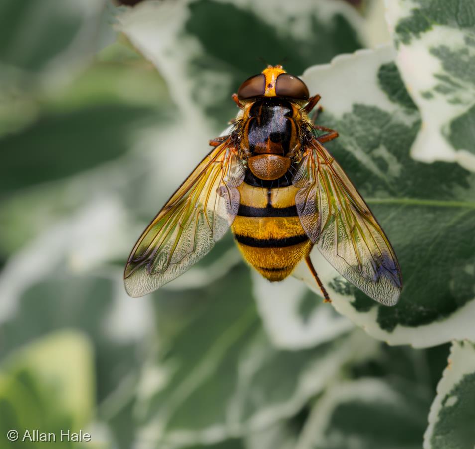 Hornet Mimic Hoverfly (Volucella zonaria) by Allan Hale