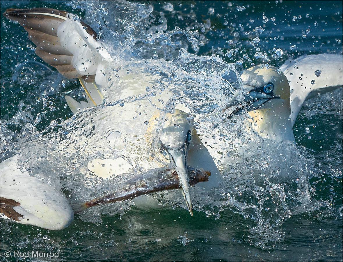 Battling Gannets by Rod Morrod