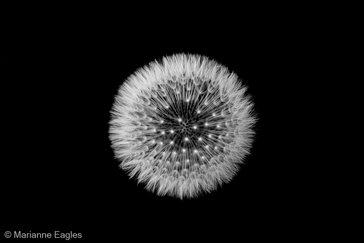 Dandelion Clock by Marianne Eagles
