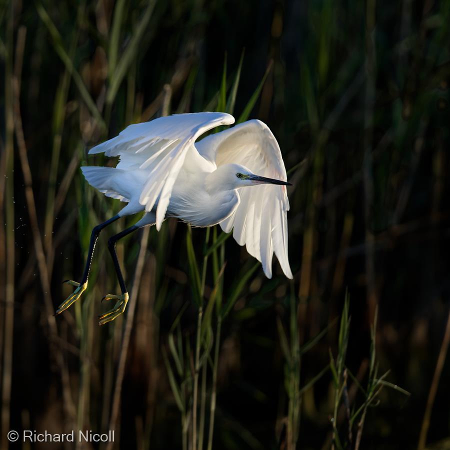 Little Egret by Richard Nicoll