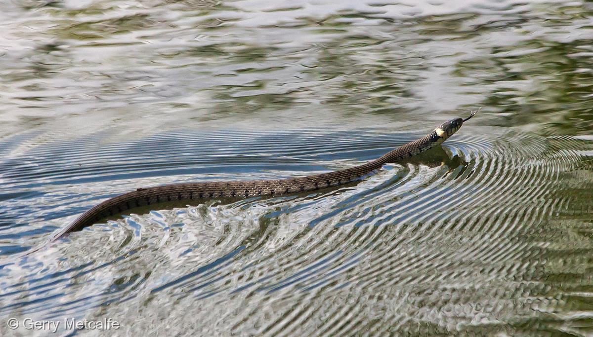 Grass Snake in Great River Ouse by Gerry Metcalfe
