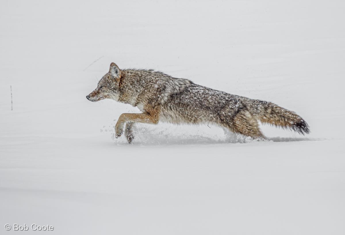 Coyote on the Run by Bob Coote