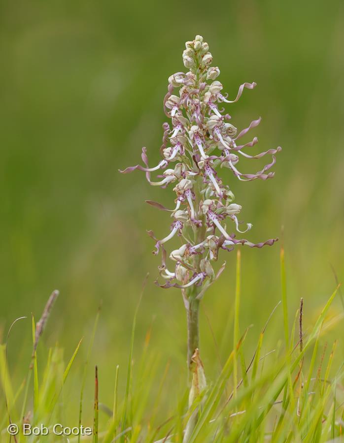 Lizard Orchid (Himantoglossum hircinum) by Bob Coote
