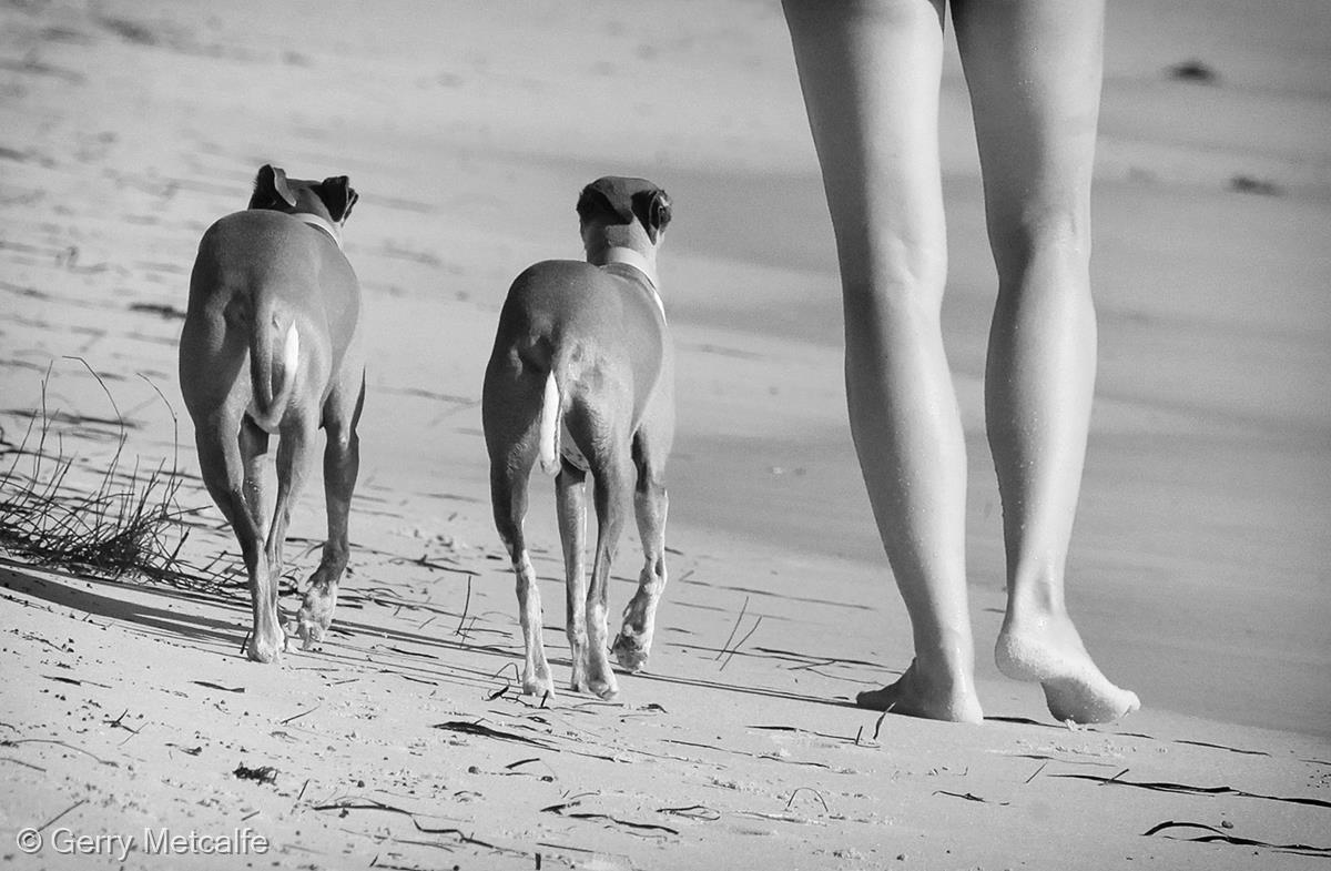 Ten Legs by Gerry Metcalfe