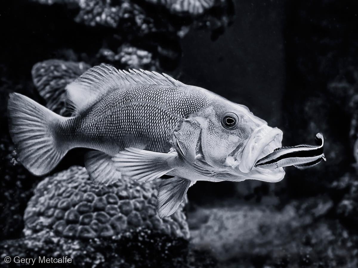 Cleaner Wrasse at Work on Grouper by Gerry Metcalfe