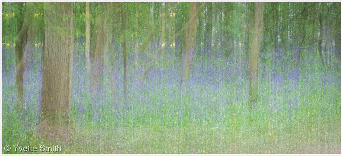 Bluebells by Yvette Smith